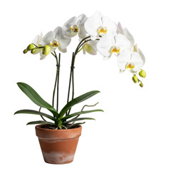 Naklejka premium A potted orchid with white flowers is displayed in a terracotta pot on a table indoors