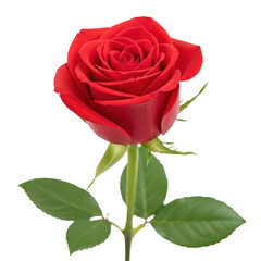 A vibrant red rose with green leaves stands alone