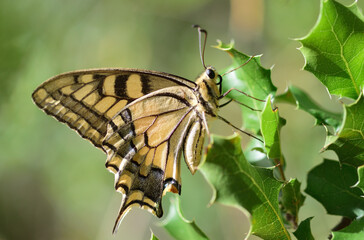Swallowtail butterfly in summer
