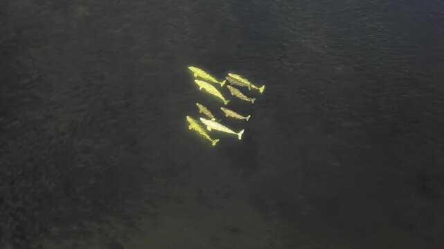 From above, a beautiful gathering of Delphinapterus leucas swims peacefully in the wild. Observe Beluga Whales interacting in their natural habitat during the daytime.