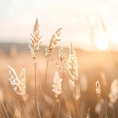 Sunset Grass Field with Golden Wheat Plants in Warm Light