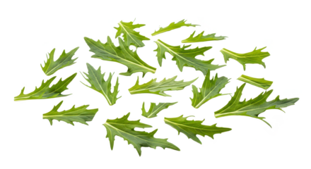 A scattering of fresh, vibrant green arugula leaves, showcasing their jagged edges and delicate texture on a clean white background