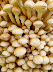Honey fungus mushrooms on a tree trunk. Natural texture for background.