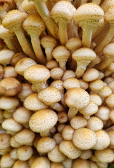 Honey fungus mushrooms on a tree trunk. Natural texture for background.