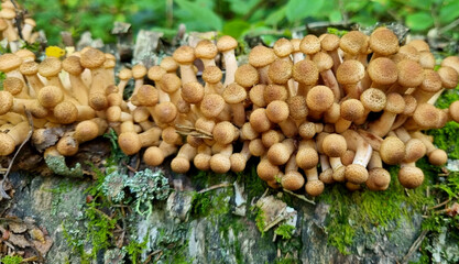 Honey fungus mushrooms on a tree trunk. Natural texture for background.
