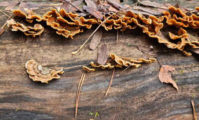 Trametes versicolor on a fallen tree in the forest. Natural texture for background.