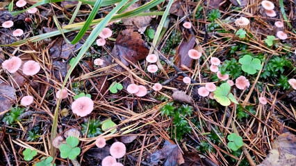 Розовая мелочь Mycena rosella mushroom in the wild forest. Natural texture for background. Selective focus