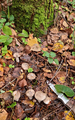 Gray smoky talker mushroom or funnel cap, mushrooms. Natural texture for background.