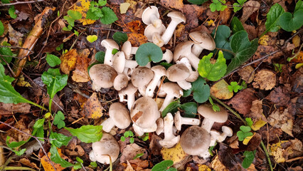 Gray smoky talker mushroom or funnel cap, mushrooms. Natural texture for background.