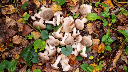 Gray smoky talker mushroom or funnel cap, mushrooms. Natural texture for background.