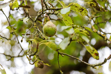 Pear on Tree Branch