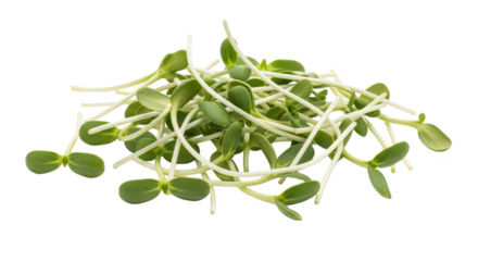 Fresh Green Microgreens A Healthy and Nutritious Food Source on White