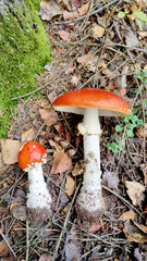 Fly agaric in the wild. Natural texture for background.