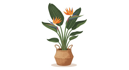 A vibrant vector illustration of a Bird of Paradise plant in a woven basket pot, white background