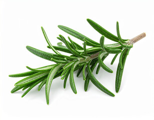 Fototapeta premium Fresh Rosemary Sprig Isolated on White Background