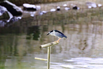Black-crowned Night Heron Resting on Wooden Perch by Tranquil Waters at Night