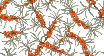Seamless vector illustration of sea buckthorn branches with berries and leaves, white background