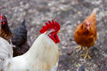Rooster and Chickens on Ground
