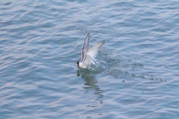 Precision Strike: Seabird Captures Prey Mid-Flight