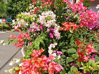 Colorful paper flowers or bougainvillea with the scientific name bougainvillia spectabillis are popular ornamental plants.