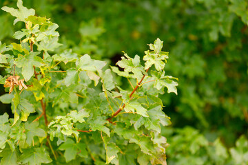 Maple Branch with Leaves and Seed Pods