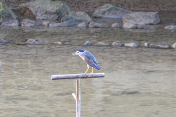 Black-crowned Night Heron Resting on Wooden Perch by Tranquil Waters