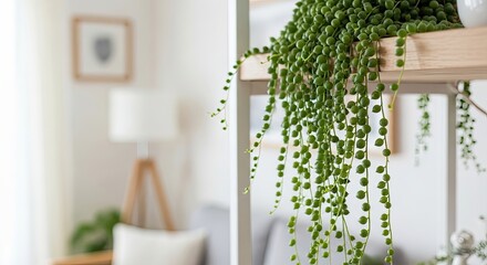 Unique Succulent Plant with Cascading Green Pearl Spheres