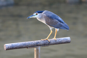 Black-crowned Night Heron Resting on Wooden Perch by Tranquil Waters