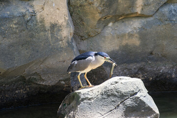 Catch of the Moment: Black-Crowned Night Heron with Fresh Prey