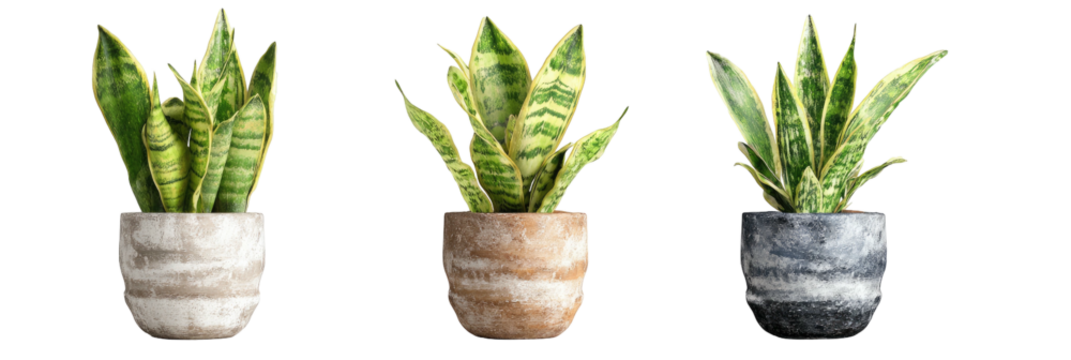 Three potted snake plants with green and yellow variegated leaves and textured pots on black - Powered by Adobe