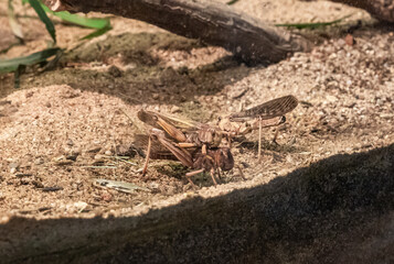 Migratory Locust are engaged in procreation in theit enclosure in Prague Zoo in the Czech Republic