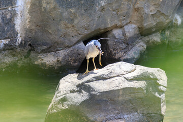Catch of the Moment: Black-Crowned Night Heron with Fresh Prey