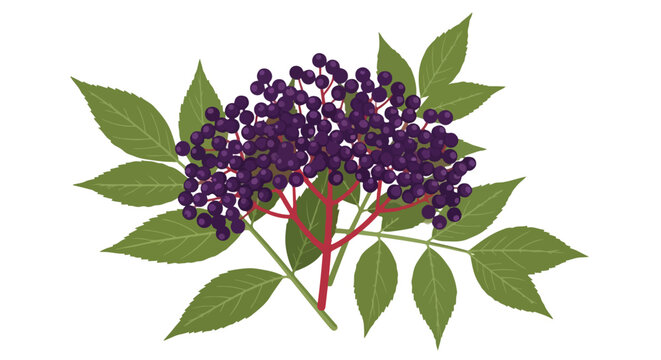 Artistic rendering of elderberry branch with ripe fruit and vibrant foliage against a clean backdrop adding subtle color and vitality