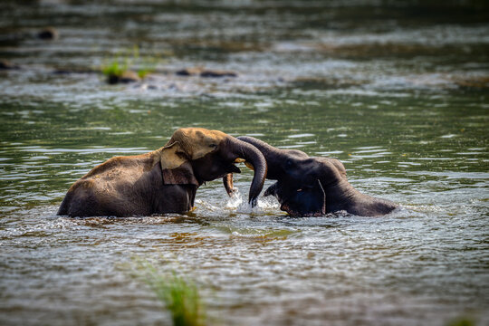 Two Asian elephants playig a fight during bath on the river of Kerala