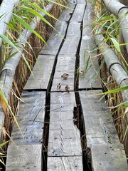 small birds on a nature trail