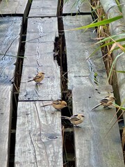 small birds on a nature trail