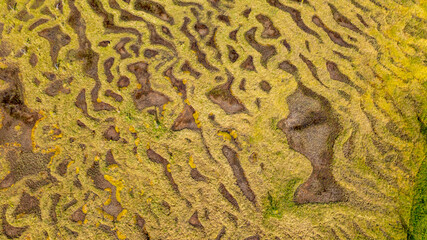 Top view of Alaskan tundra texture pattern. Aerial top-down view of Alaskan tundra surface showing detailed texture patterns of soil and moss.
