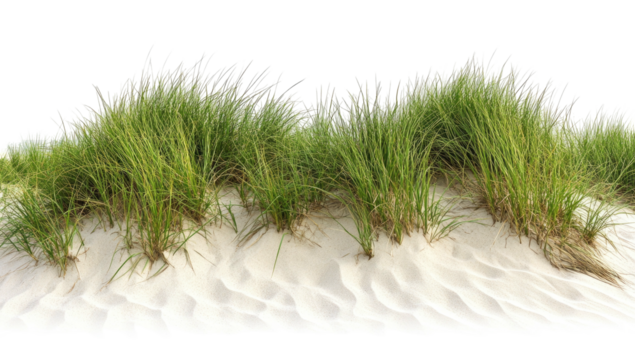 Green grass tufts on a sandy dune, isolated, transparent background