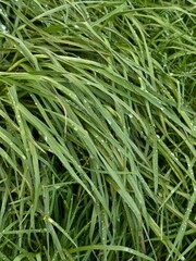 Fresh green grass with water drops after rain