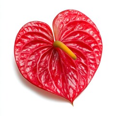 A vibrant red anthurium flower in full bloom, with a heart-shaped spathe and a yellow spadix