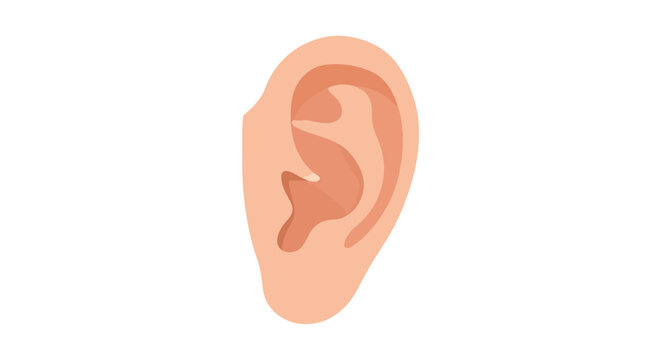 Anatomical illustration showcasing the external human ear structure featuring detailed cartilage folds and smooth skin texture for educational or