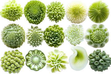Varied lime-green flowers, textured spheres, arranged against a dark backdrop