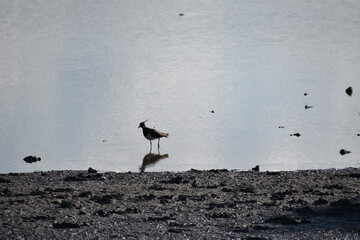 Northern lapwing (Vanellus vanellus) standing on wetland shore at Albufera Natural Park, Mallorca, surrounded by shallow water and mudflats, showcasing its natural habitat and graceful presence
