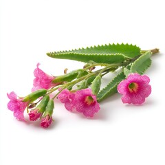 A delicate close-up of pink flowers and green leaves, showcasing natural beauty and vibrant colors. A beautiful, fresh blossom branch, conveying nature's elegance and tranquility