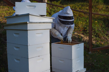 Beekeepers in Protective Suit Handling Frames Next to White Beehives in a Garden. Scene featuring a person in a full protective suit and veil inspecting a honey frame inside a wooden hive box, with st