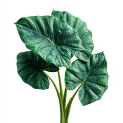 The lush green elephant ear plant, with water droplets, a vibrant display of nature
