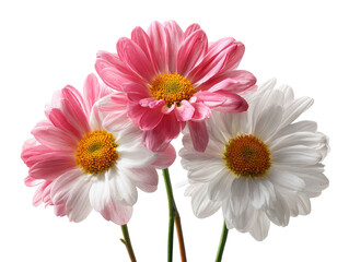 Three colorful daisy blooms with yellow centers and varying shades of white and pink petals