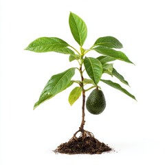 A young avocado plant bearing fruit, demonstrating the potential for growth.