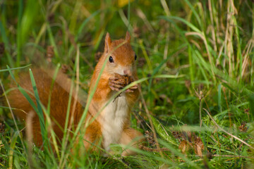 Red squirrel sitting in the grass and eating a walnut close-up