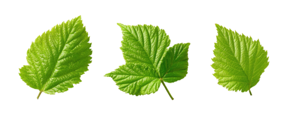 Three vibrant, detached green leaves with jagged edges are displayed against a stark black background